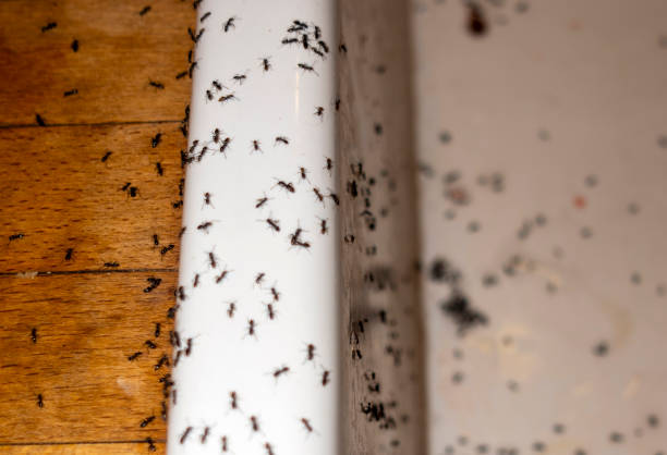 Best Emergency Pest Control  in Dover Base Housing, DE