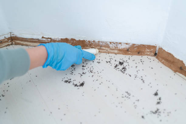 Best Rat Extermination Near Me  in Dover Base Housing, DE